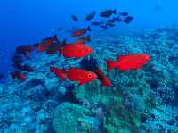 Diving in Palau 