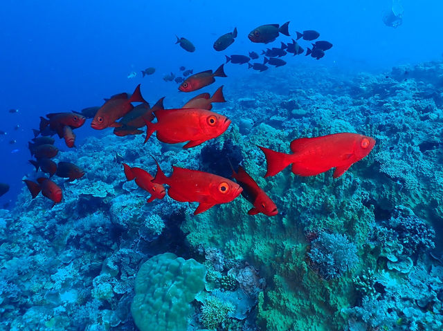 Diving in Palau 