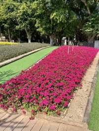🚶‍♀️‍➡️🌸 人在花叢中｜香港賞花野餐首選海濱公園🥇🌹🌈