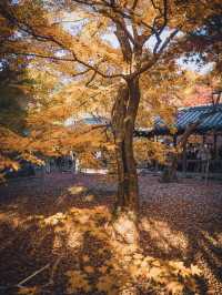 🍁 秋の東福寺で心癒されるひとときを ✨