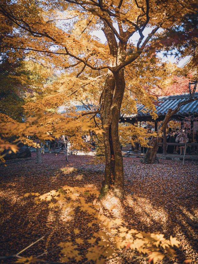 🍁 秋の東福寺で心癒されるひとときを ✨