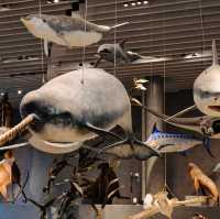 Natural History Museum - Shanghai