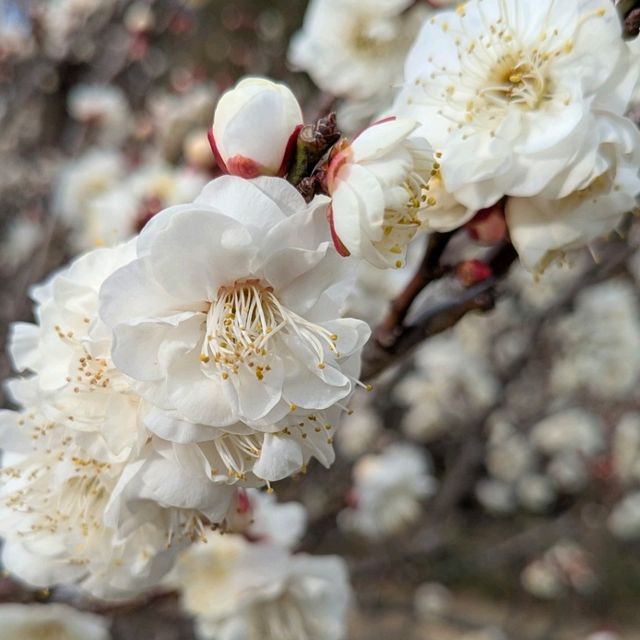 梅の花はこれからが本番🌸
