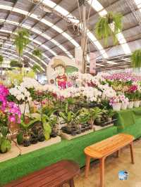 AIRORCHIDS SUPERMARKET