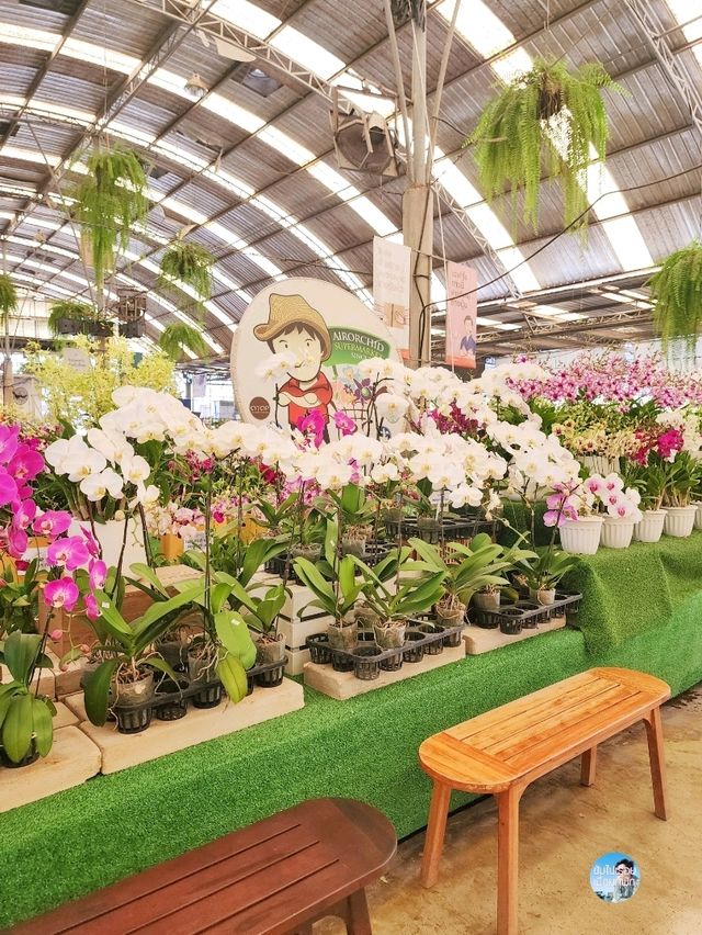 AIRORCHIDS SUPERMARKET
