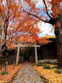 京都｜別樹一格的蓮華寺 靜坐欣賞庭園四季