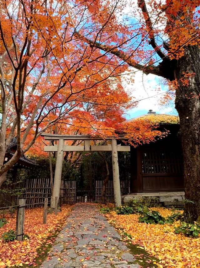 京都｜別樹一格的蓮華寺 靜坐欣賞庭園四季
