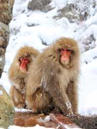 日本長野縣。地獄谷雪猴公園🦧Snow Monkey Park獼猴野生生態奇觀