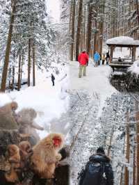 日本長野縣。地獄谷雪猴公園🦧Snow Monkey Park獼猴野生生態奇觀