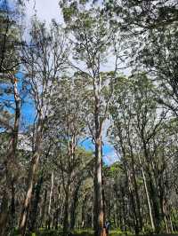 Boranup Forest Viewpoint