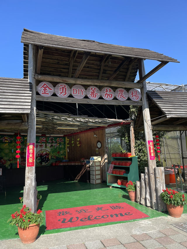 ｜台灣｜新竹金勇DIY番茄農場-體驗田園樂趣