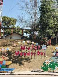 สีสันดอยตุง ครั้งที่ 11 (WinterWonderDoi) เชียงราย