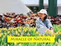Miracle of Natural สวนดอกไม้เมืองหนาว ระยอง
