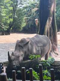 Singapore Zoo: A Wildlife Adventure in the Heart of Nature
