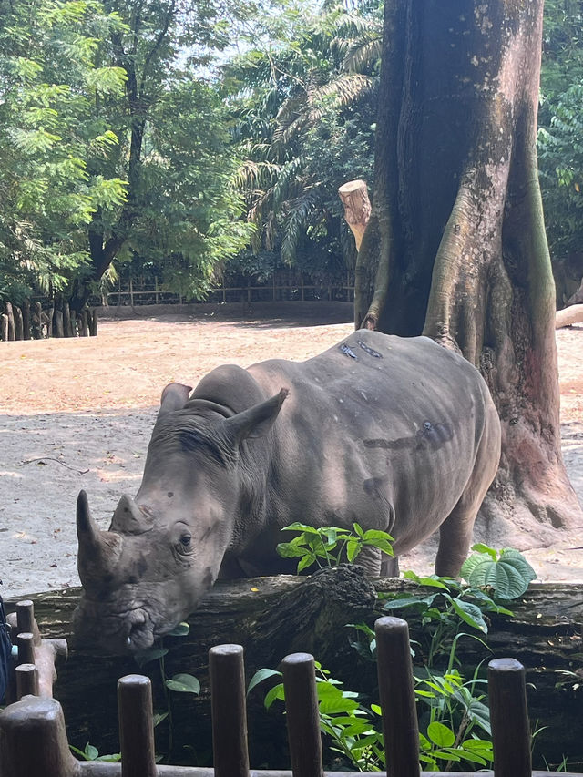 Singapore Zoo: A Wildlife Adventure in the Heart of Nature