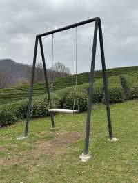 Small but cozy tea plantations in Sochi