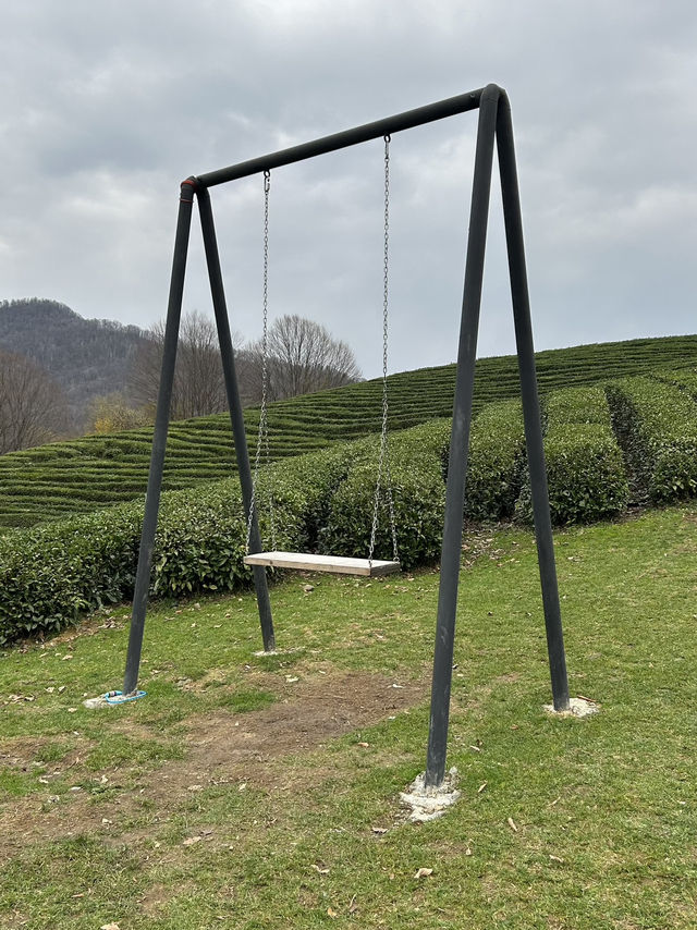 Small but cozy tea plantations in Sochi
