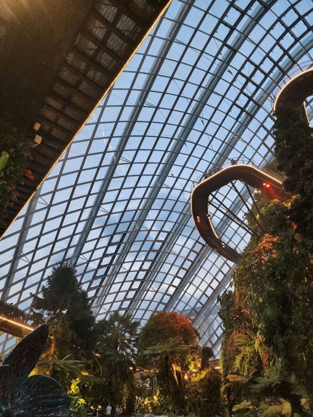 📍Cloud Forest