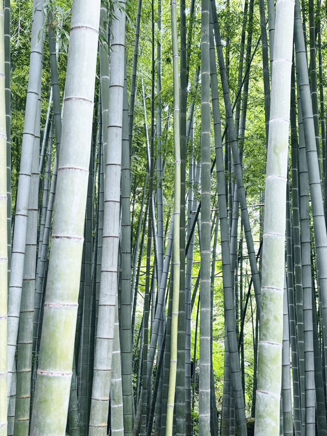 【神奈川県　鎌倉市の禅寺　報国寺で美しい苔の庭と竹林を歩みお抹茶を一服】 