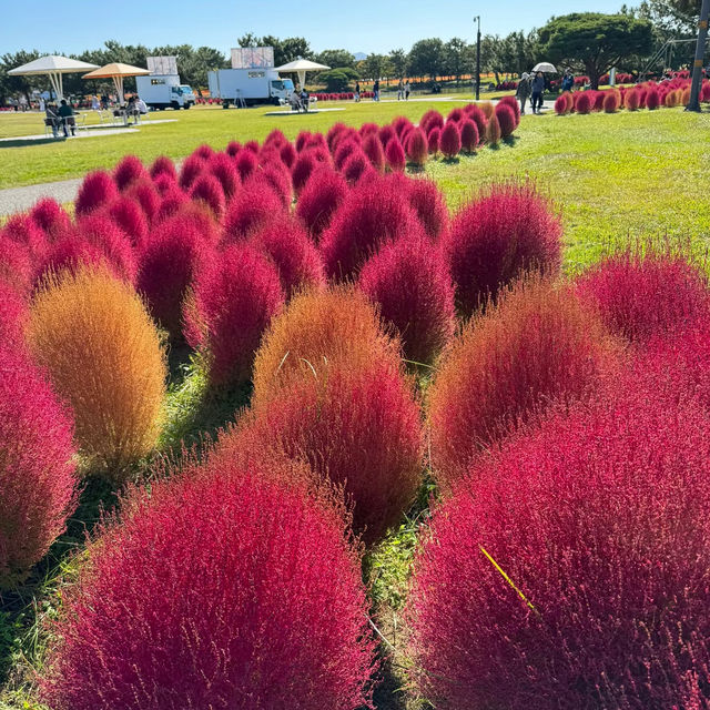 紅色波波草的夢境 🌈天空公園