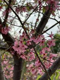 天水圍公園的櫻花盛宴 🌸
