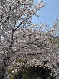 京都二條城的櫻花盛宴🌸✨