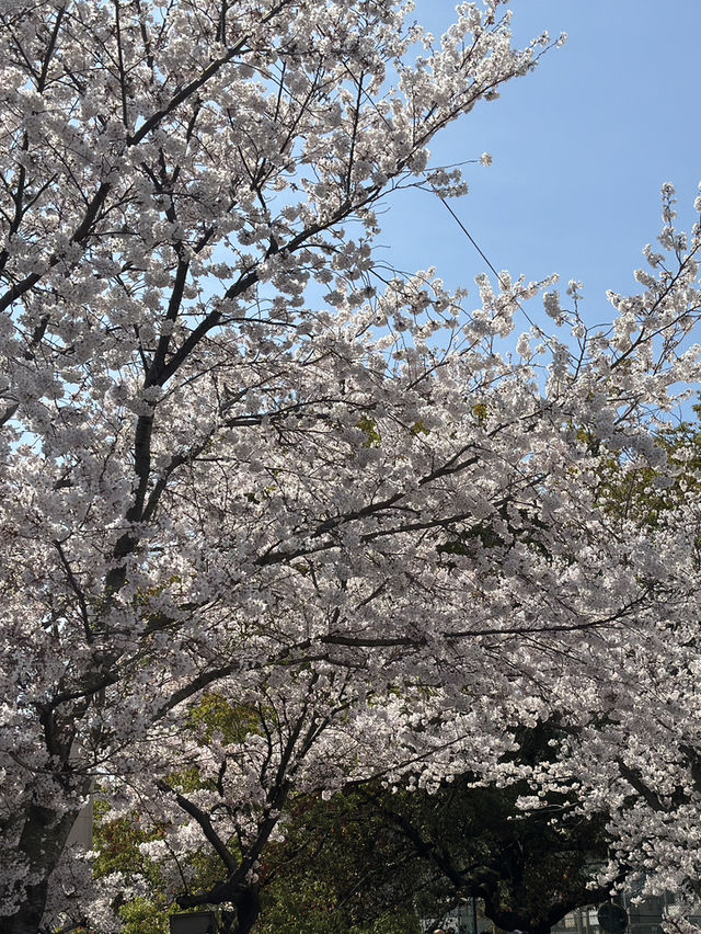 京都二條城的櫻花盛宴🌸✨
