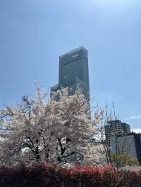 🌸 天王寺公園的櫻花：春天的絕景之旅 🌸