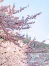부산을 내려다 볼 수 있는 산복도로의 벚꽃🌸
