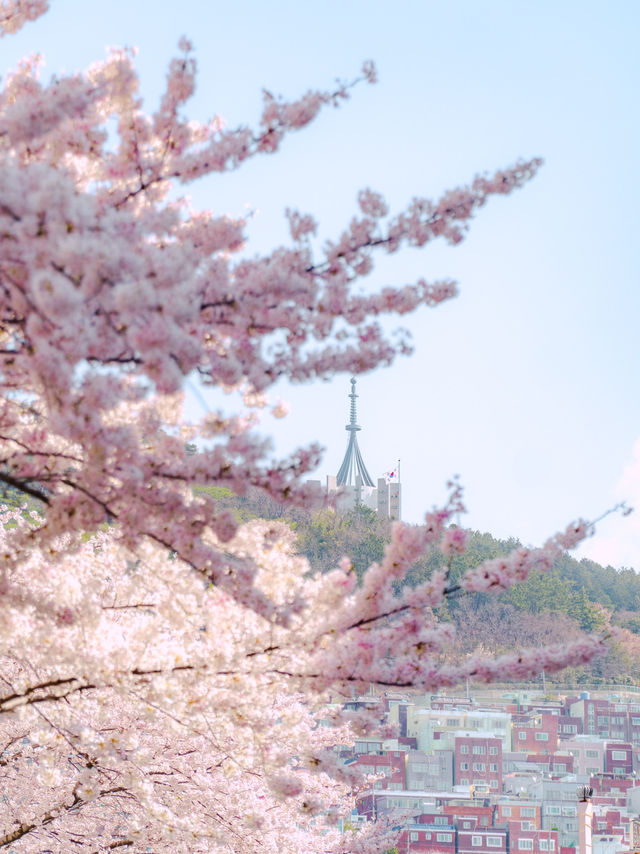 부산을 내려다 볼 수 있는 산복도로의 벚꽃🌸