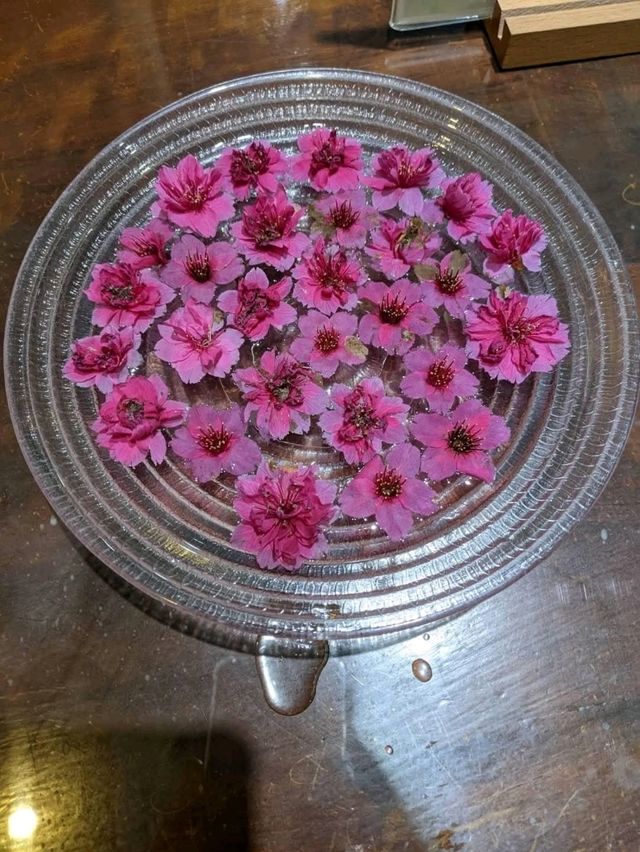 來奧萬大不賞楓，盛開的山櫻花更是嬌豔迷人！