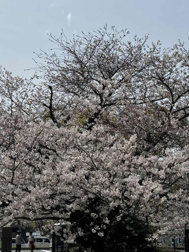 舊櫻宮公會堂的櫻花盛放：一場視覺的饗宴 🌸✨