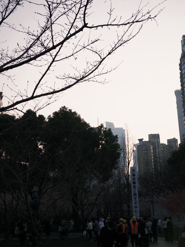 上海｜沒想到都開了花了 3.10實況🌸