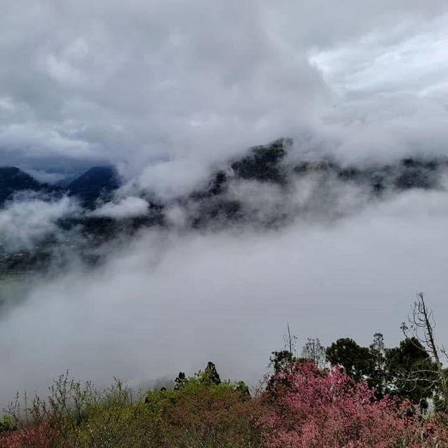 拉拉山賞神木、櫻花及巴陵新舊橋一日放風遊