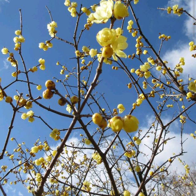 Togokusan Fruit Park (東谷山フルーツパーク)