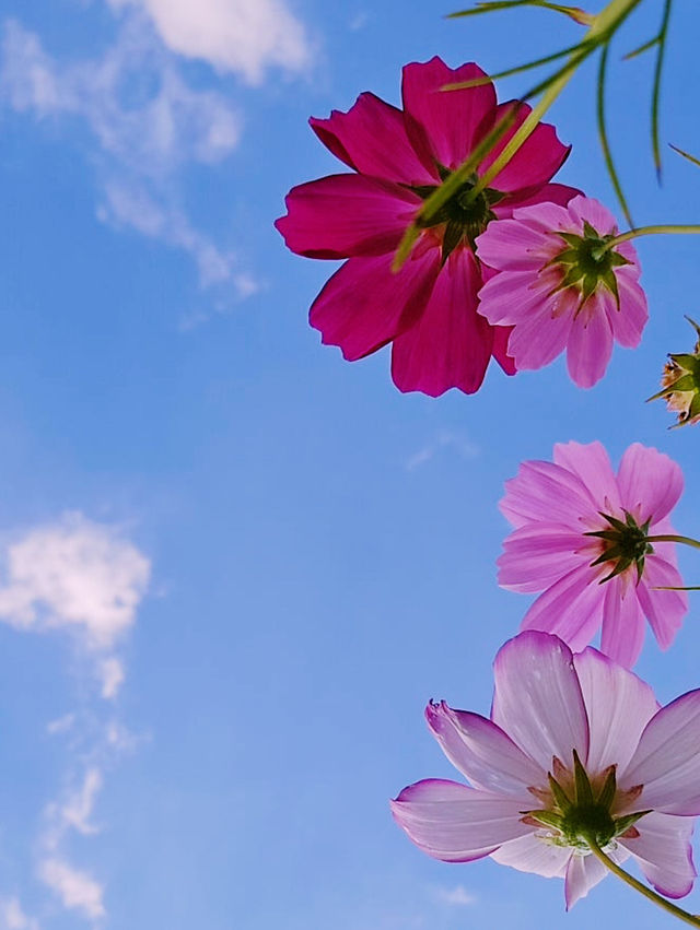 Muljeongwon Flower Festival Review – Namyangju
