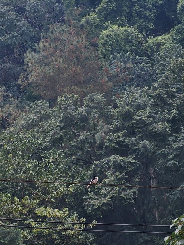 Leshan
