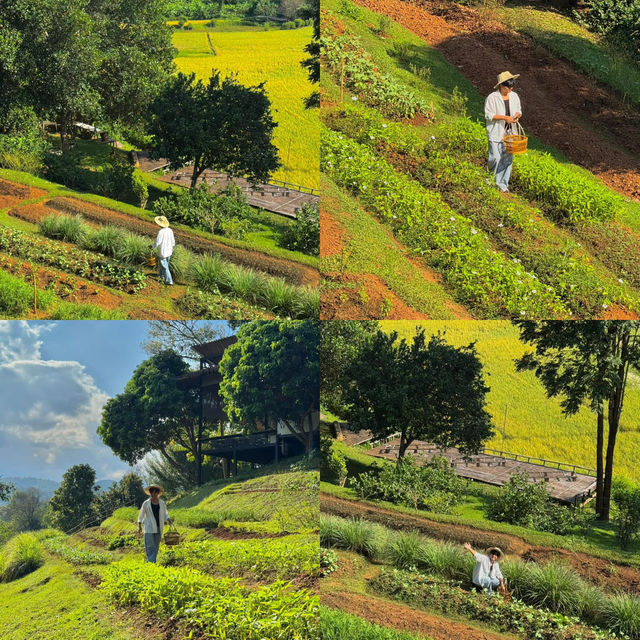 นอนโฮมสเตย์สุดชิล กลางหุบเขา เชียงใหม่ 🏠🌳