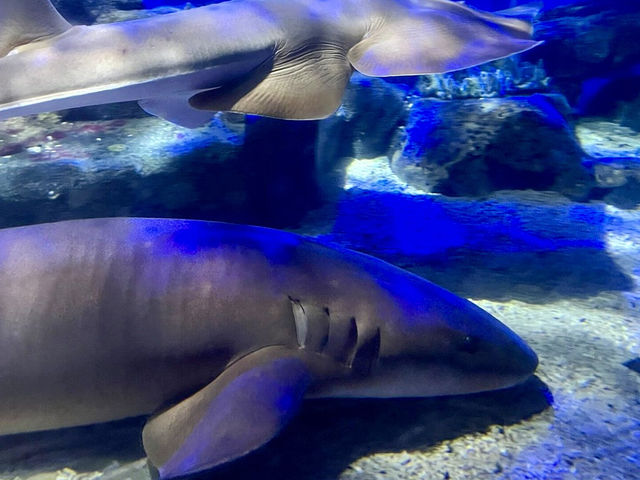 Where the Sea Comes Alive - National SEA LIFE Centre Birmingham