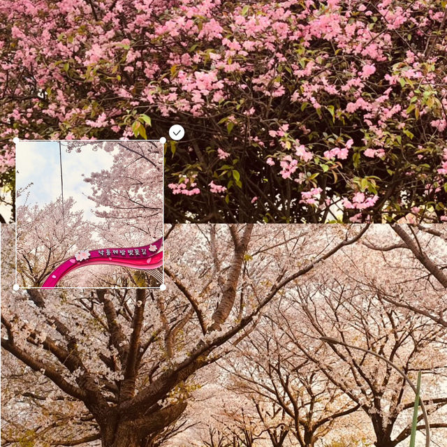 A Dreamy Spot for Spring Photography