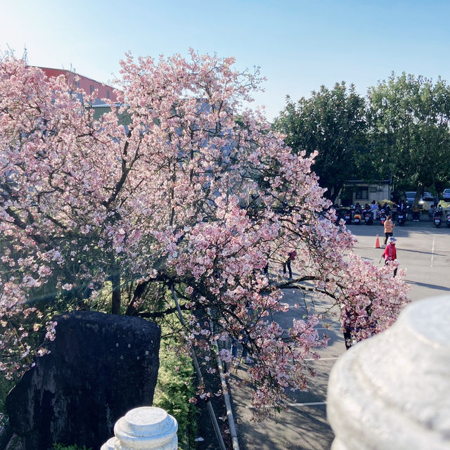 春日浪漫天元宮｜櫻花與天壇交織的詩意風景