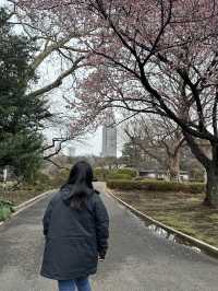 🌸 Sakura Blooming at Shinjuku Gyoen National Garden 🌸