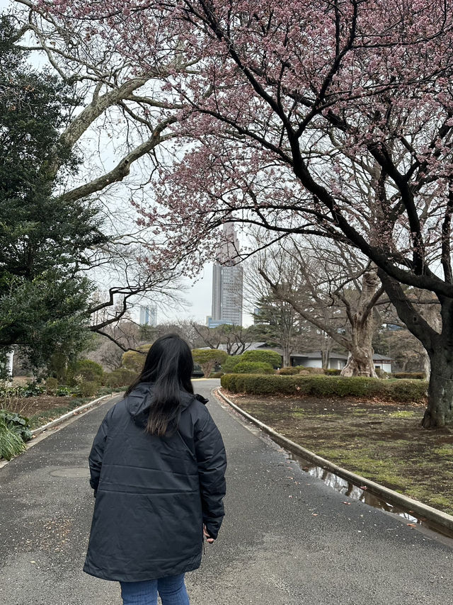 🌸 Sakura Blooming at Shinjuku Gyoen National Garden 🌸