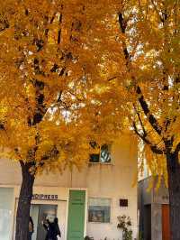 Golden Leaves & Chilly Breeze: Fall in Korea