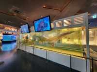 美麗海水族館🐋為了見鯨鯊一面一定要去