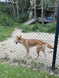 可倫賓野生動物保護園到此一遊