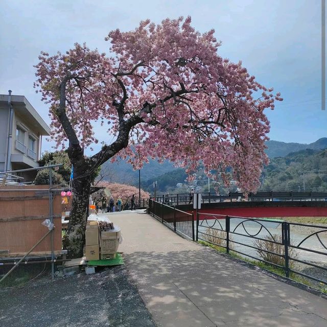 Kawazu, Shizuoka Prefecture
