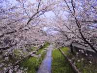 Chasing Sakura at Sumiyoshi Zakura Kawasaki