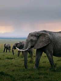 Wildlife Galore! 3 Days in the 1500km² Masai Mara!
