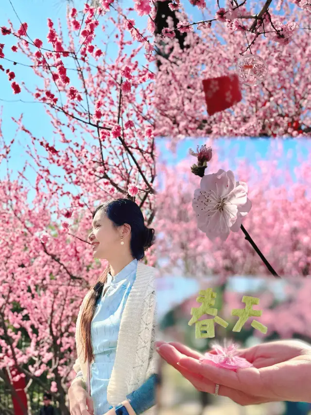 Cherry Blossoms Chaos: Pink Perfection at Wuxi’s Li Garden